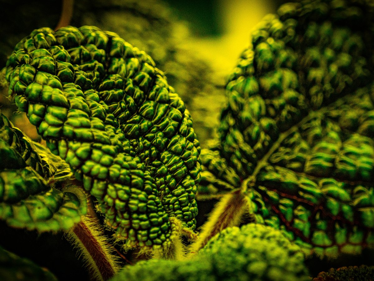 Conservatory of Flowers